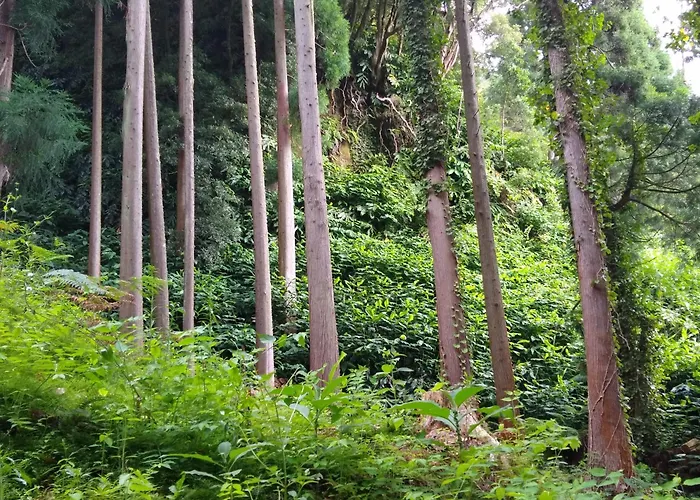 Da Гостевой дом Вила-Франка-ду-Кампу